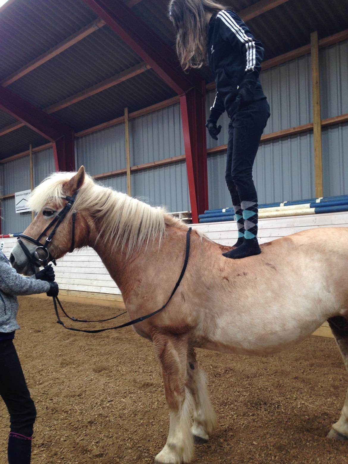 Haflinger Liva billede 4