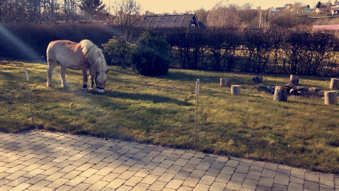 Haflinger Liva billede 6