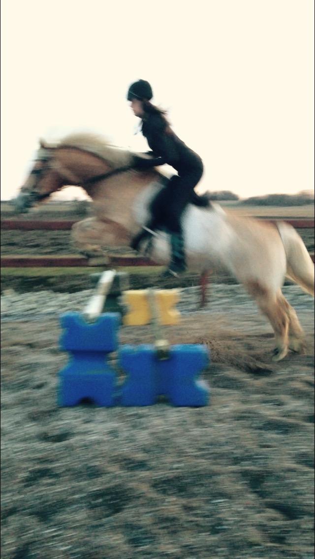 Haflinger Liva billede 7