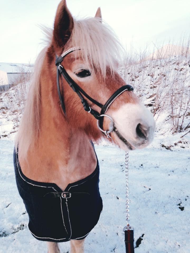 Haflinger Liva billede 8