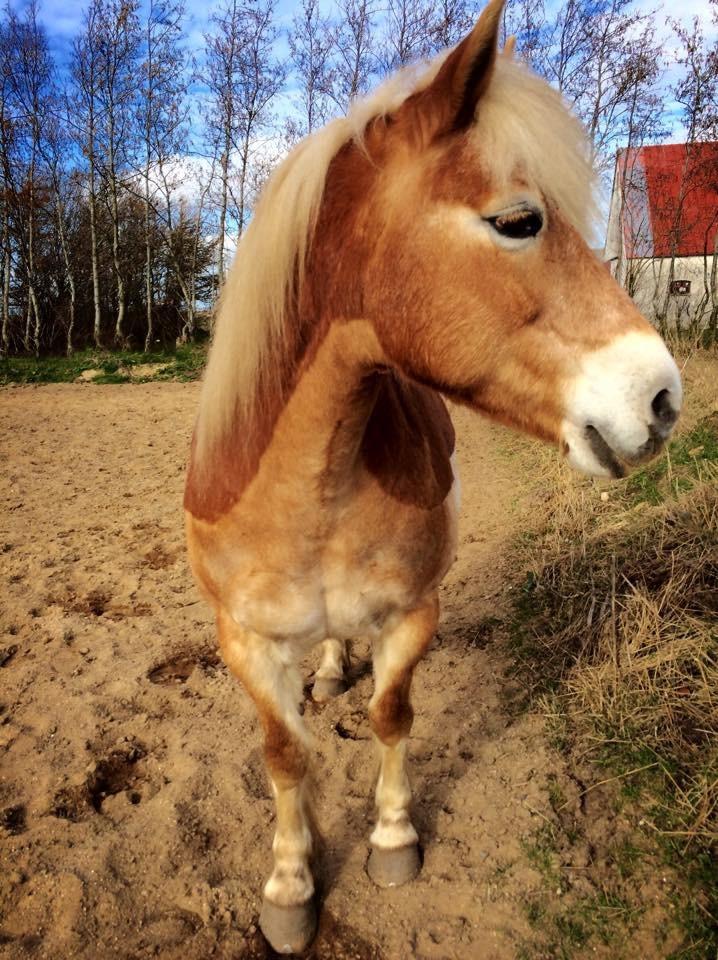 Haflinger Liva billede 9