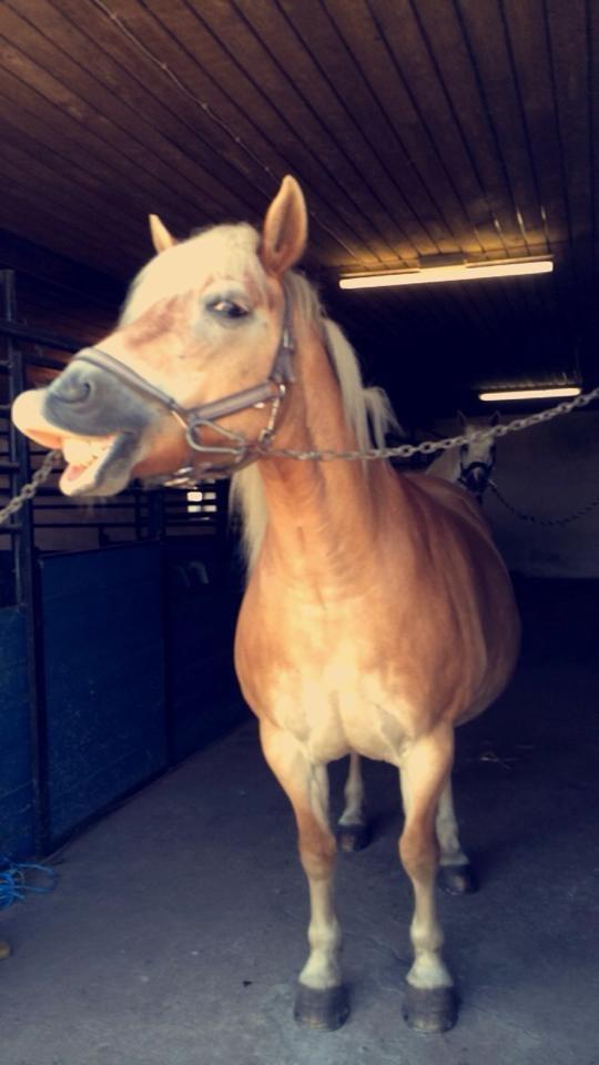 Haflinger Liva billede 10