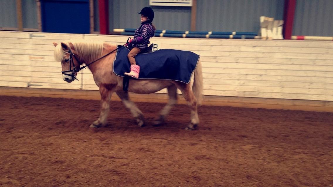Haflinger Liva billede 11