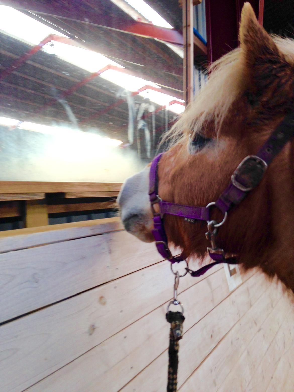 Haflinger Liva billede 12