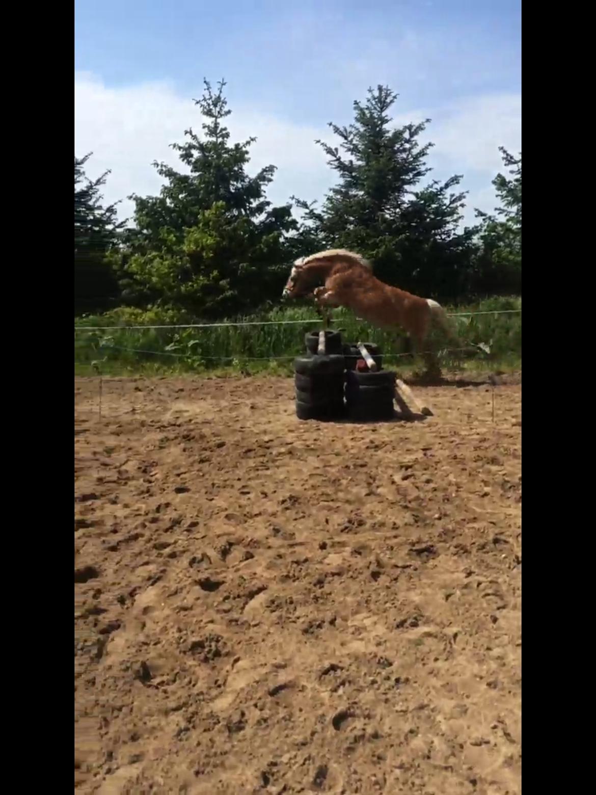 Haflinger Liva billede 13