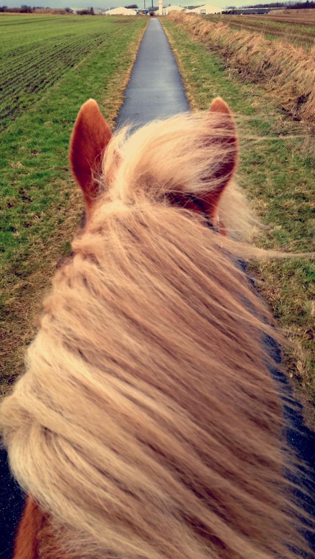 Haflinger Liva billede 14