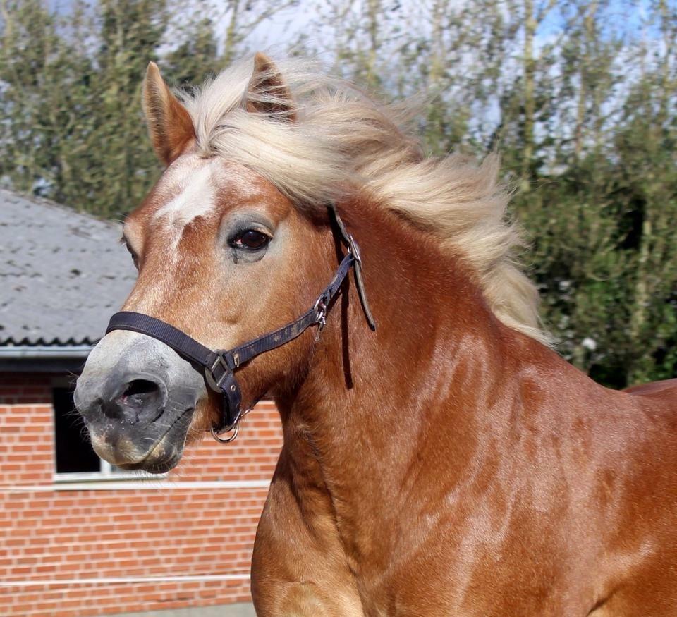 Haflinger Liva billede 15