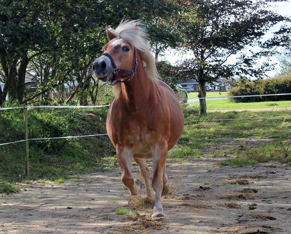 Haflinger Liva billede 16