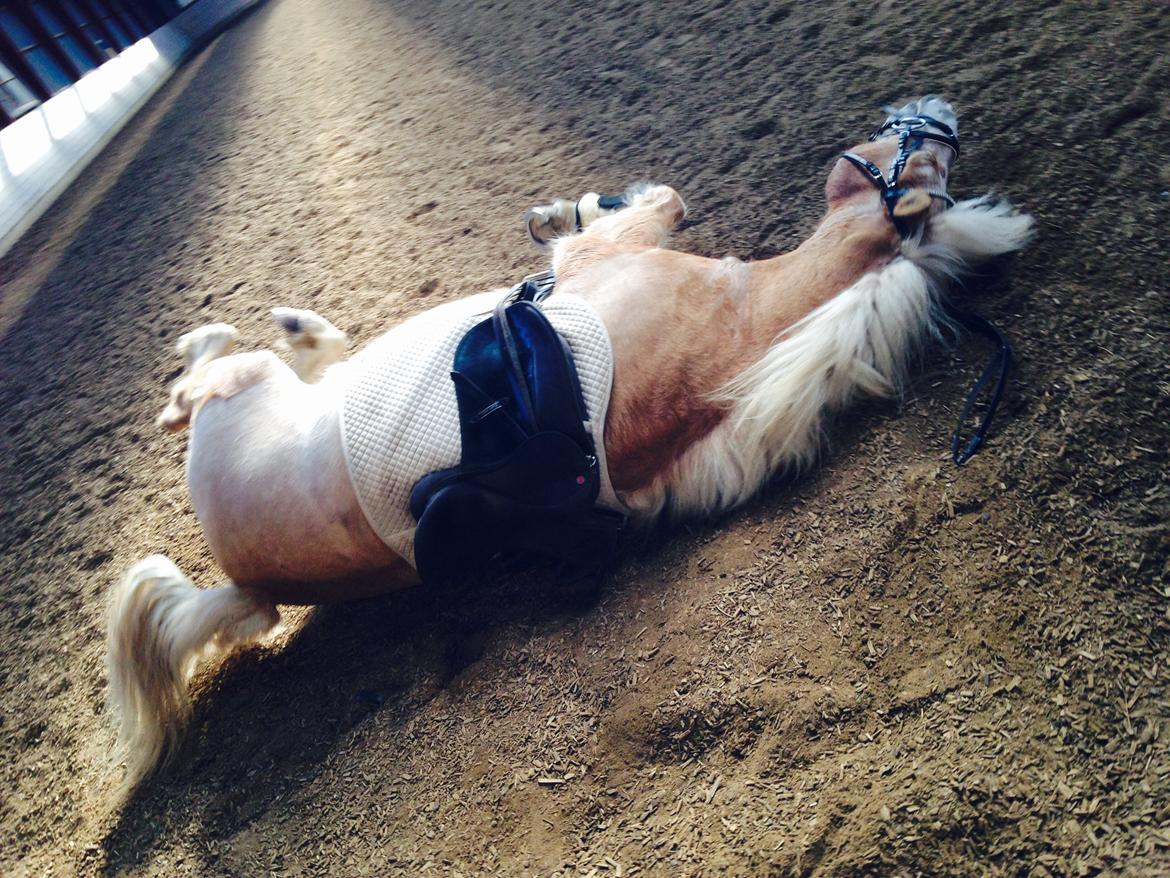 Haflinger Liva billede 5