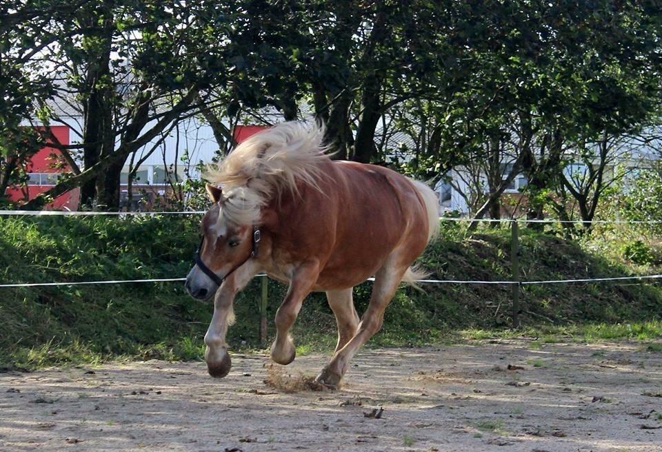Haflinger Liva billede 17