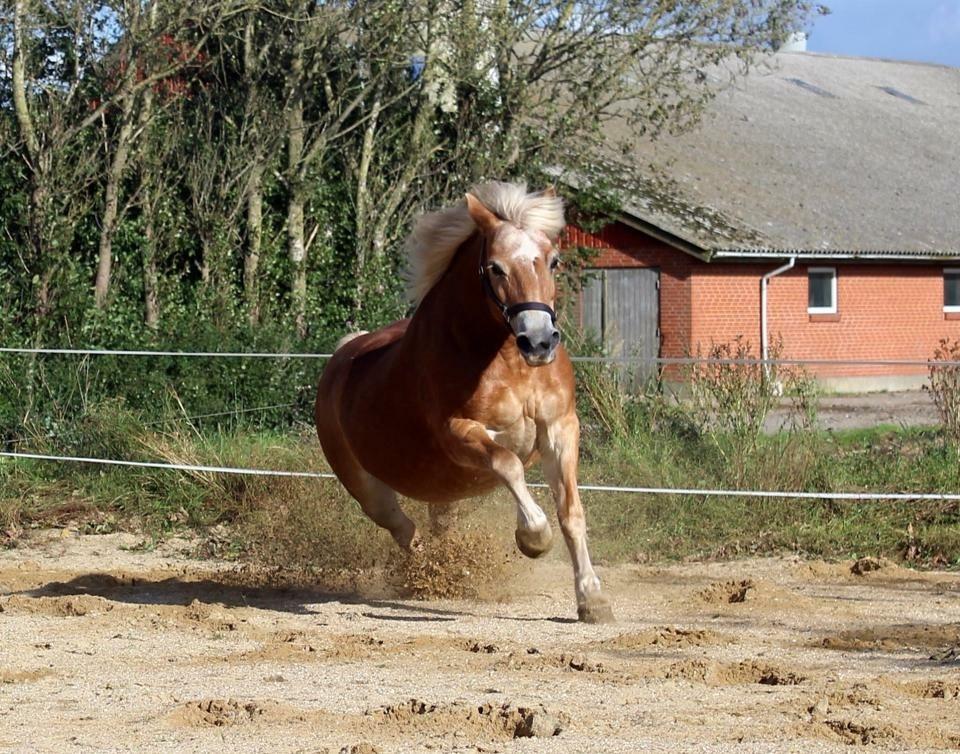 Haflinger Liva billede 18