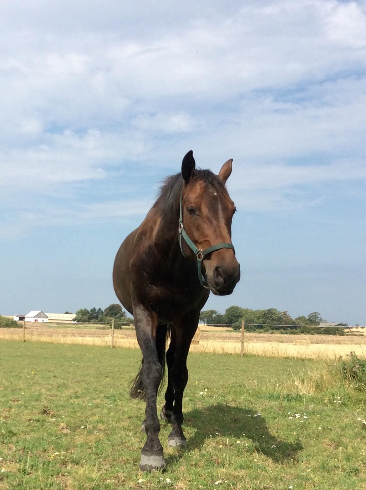 Holstener SÅ LA DA VÆR billede 9