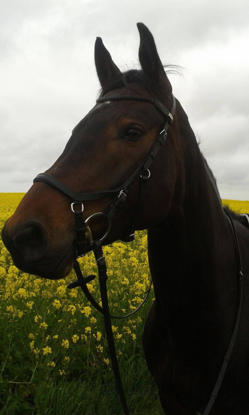 Holstener SÅ LA DA VÆR billede 10