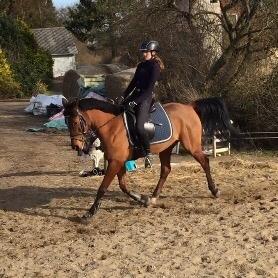 Anden særlig race Markes (pony) billede 4