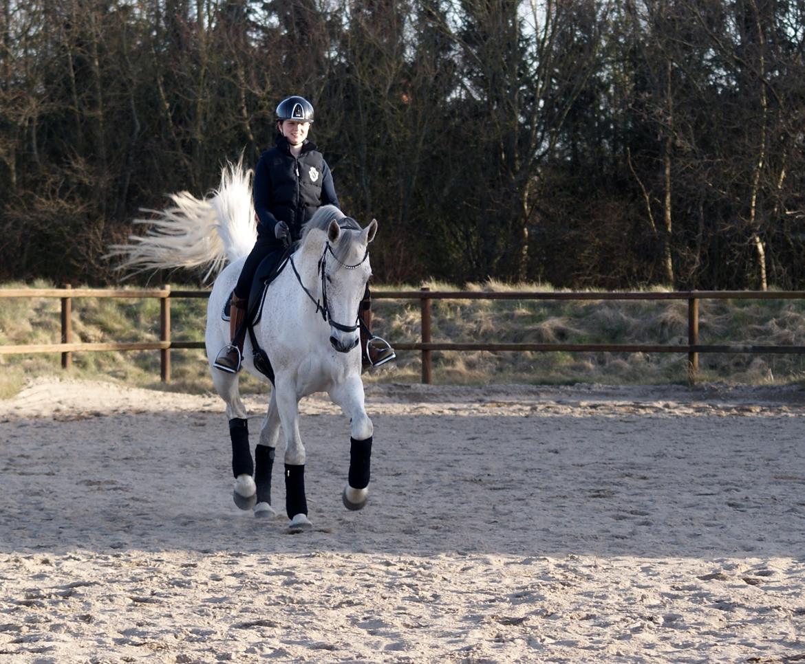 Holstener Animera billede 4