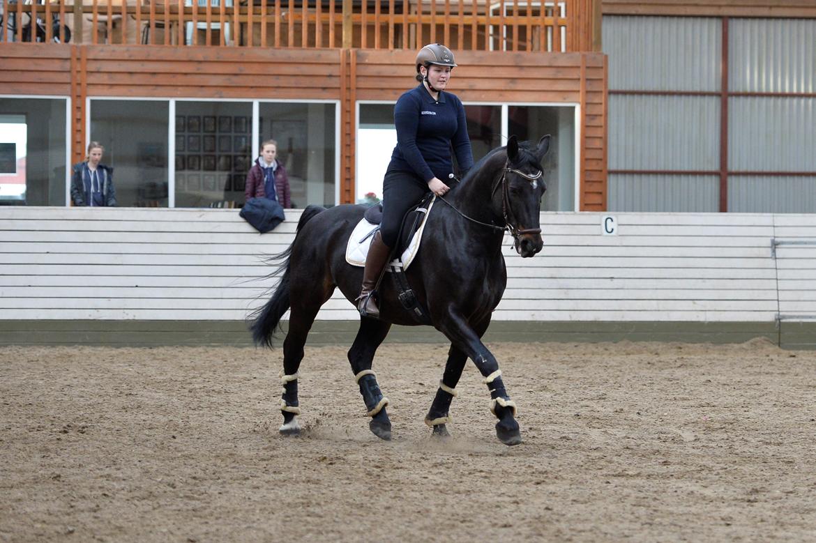 Oldenborg Santos af birkelund billede 6