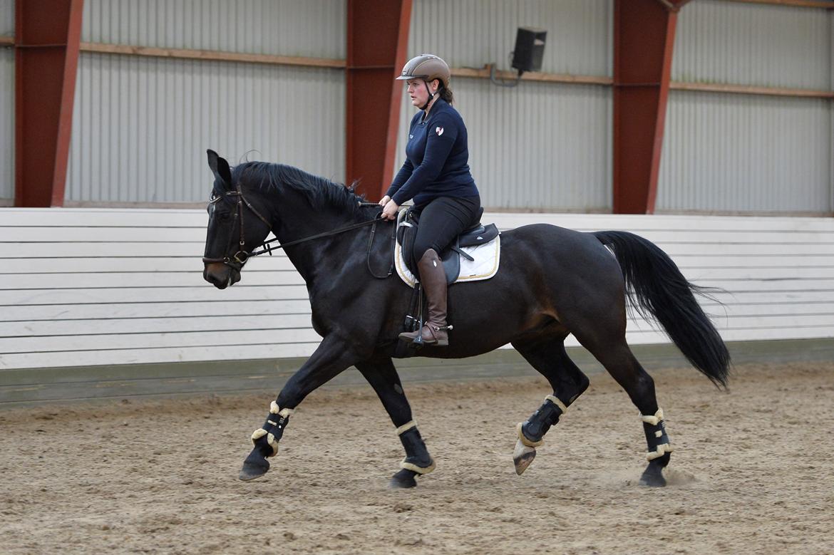 Oldenborg Santos af birkelund billede 5