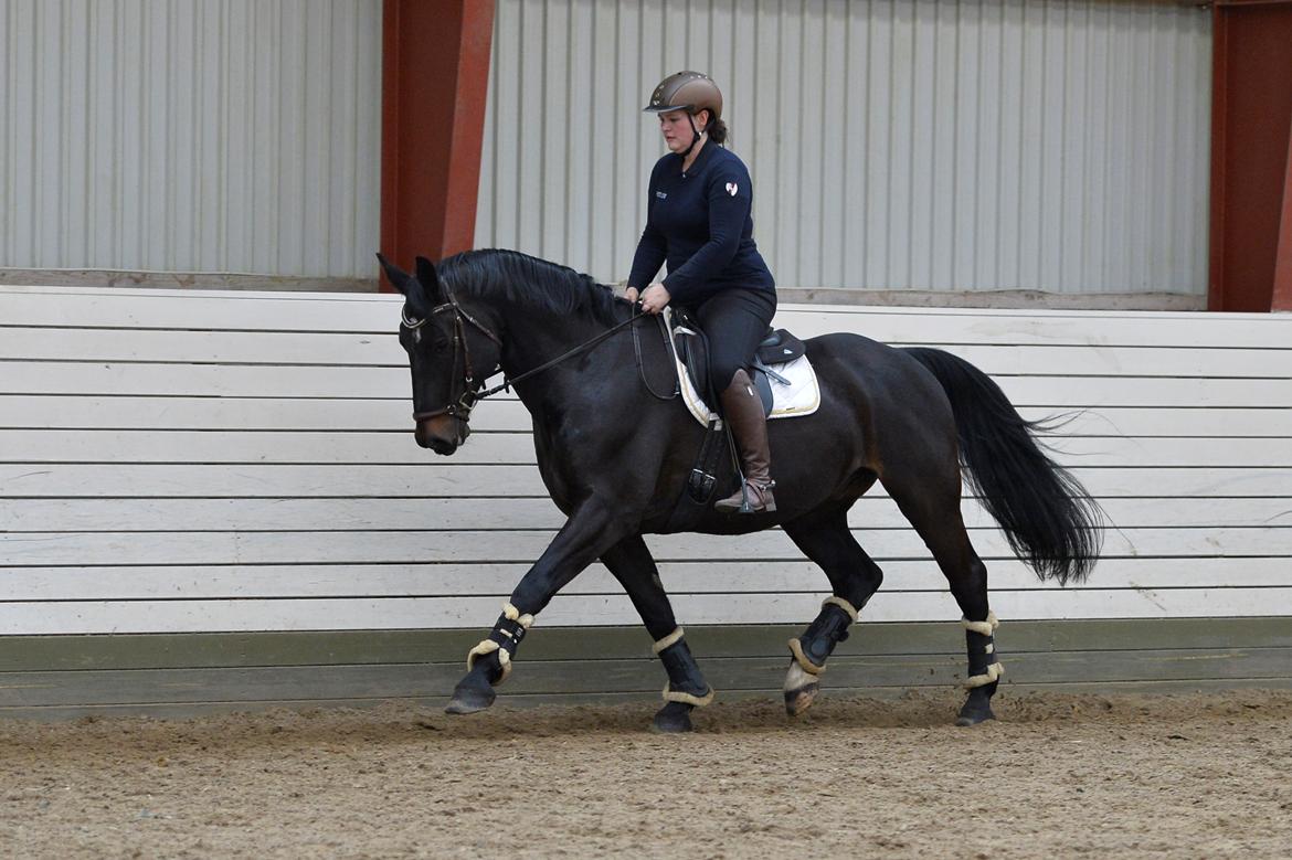 Oldenborg Santos af birkelund billede 1