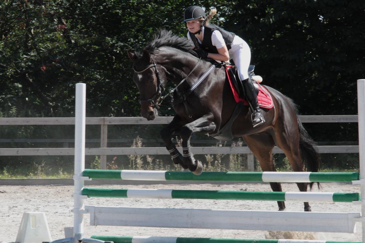 Anden særlig race Lover boy - Sløjfespring, HØS billede 2
