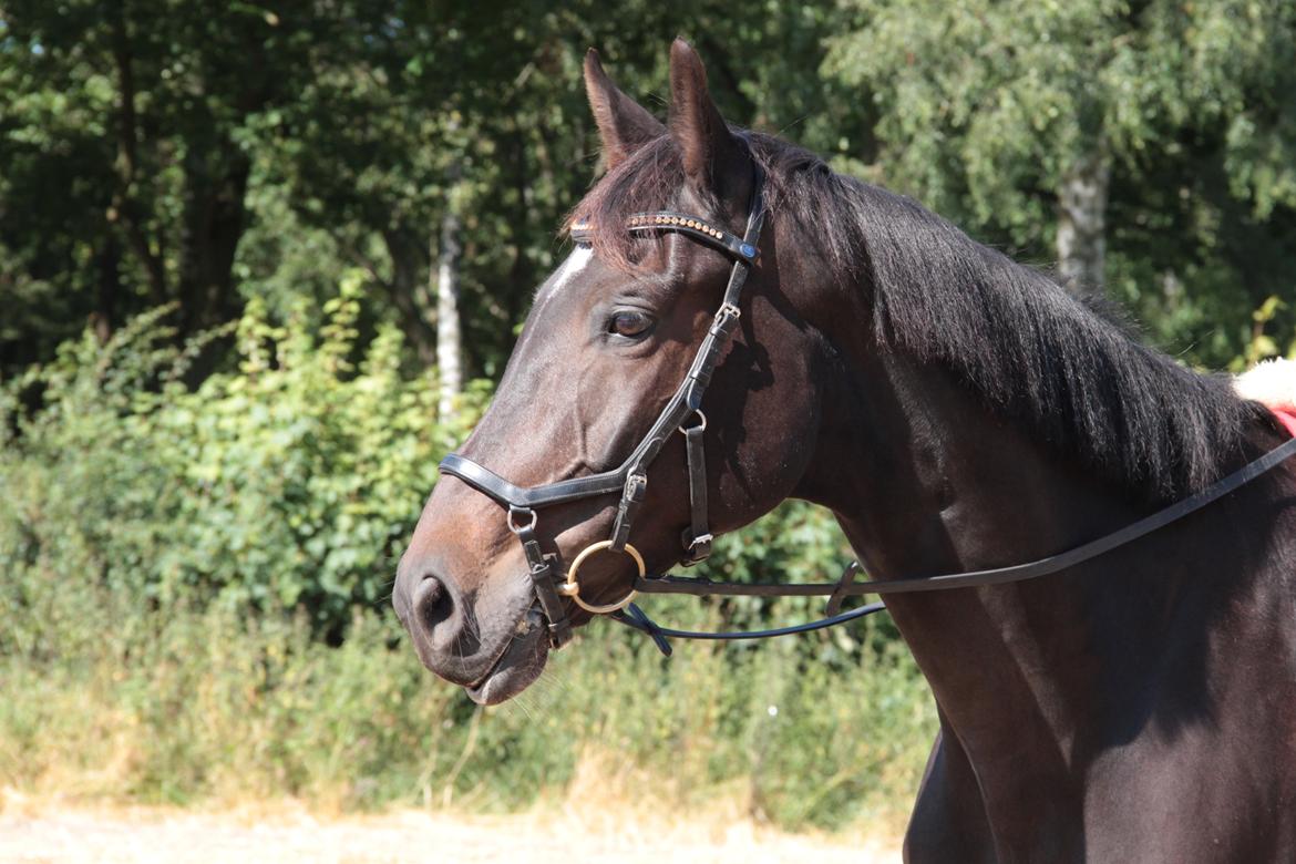 Anden særlig race Lover boy - August 2015 billede 14