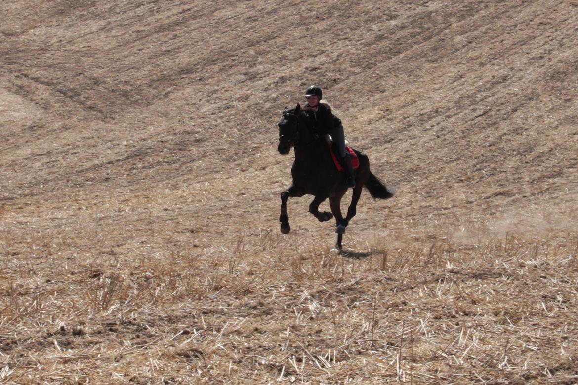 Anden særlig race Lover boy - Fuld galop over markerne, august 2015 billede 4