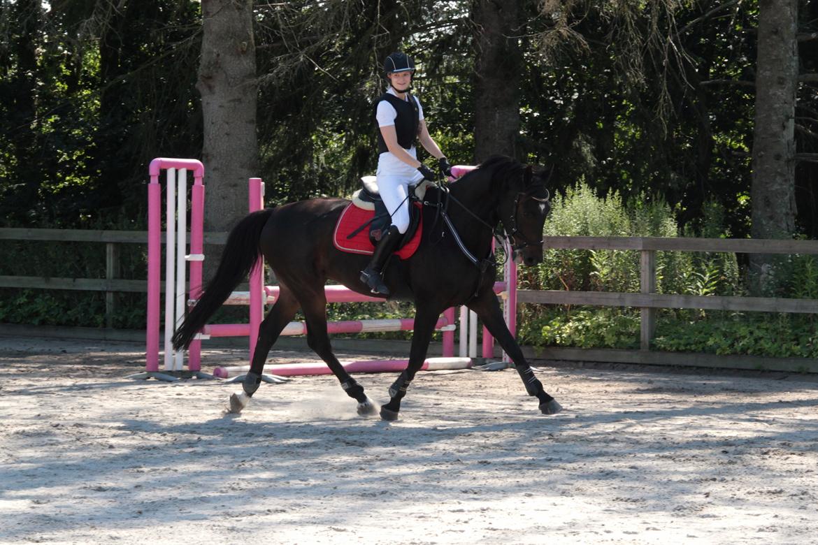 Anden særlig race Lover boy - Maj 2015 billede 7