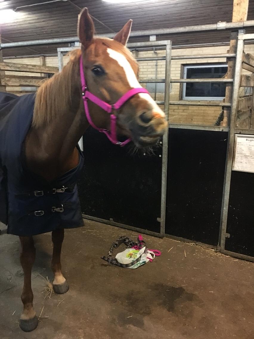 Welsh Partbred (Sec F) Stardust billede 13