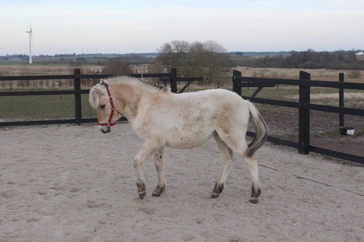 Fjordhest Allis halsnæs billede 2
