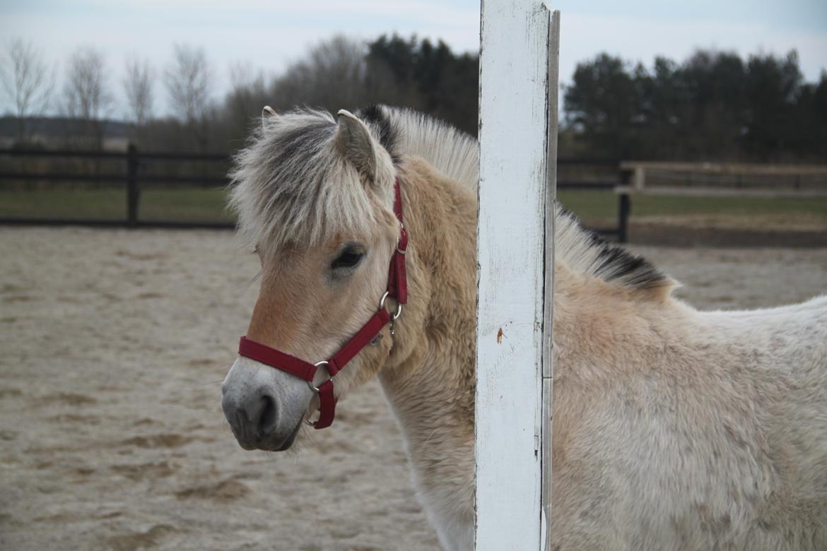 Fjordhest Allis halsnæs billede 1