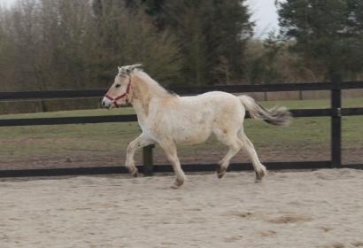 Fjordhest Allis halsnæs billede 3
