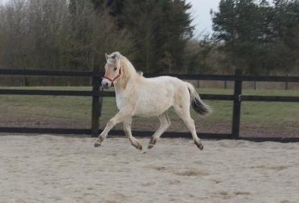 Fjordhest Allis halsnæs billede 5