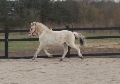 Fjordhest Allis halsnæs billede 6
