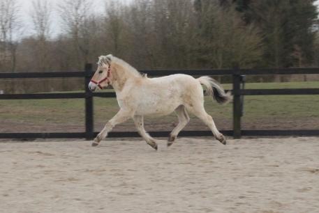 Fjordhest Allis halsnæs billede 7