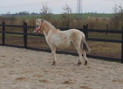 Fjordhest Allis halsnæs billede 8