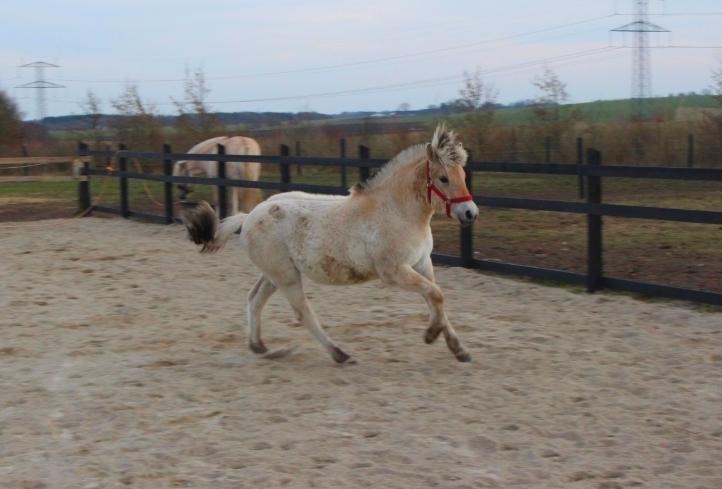 Fjordhest Allis halsnæs billede 4