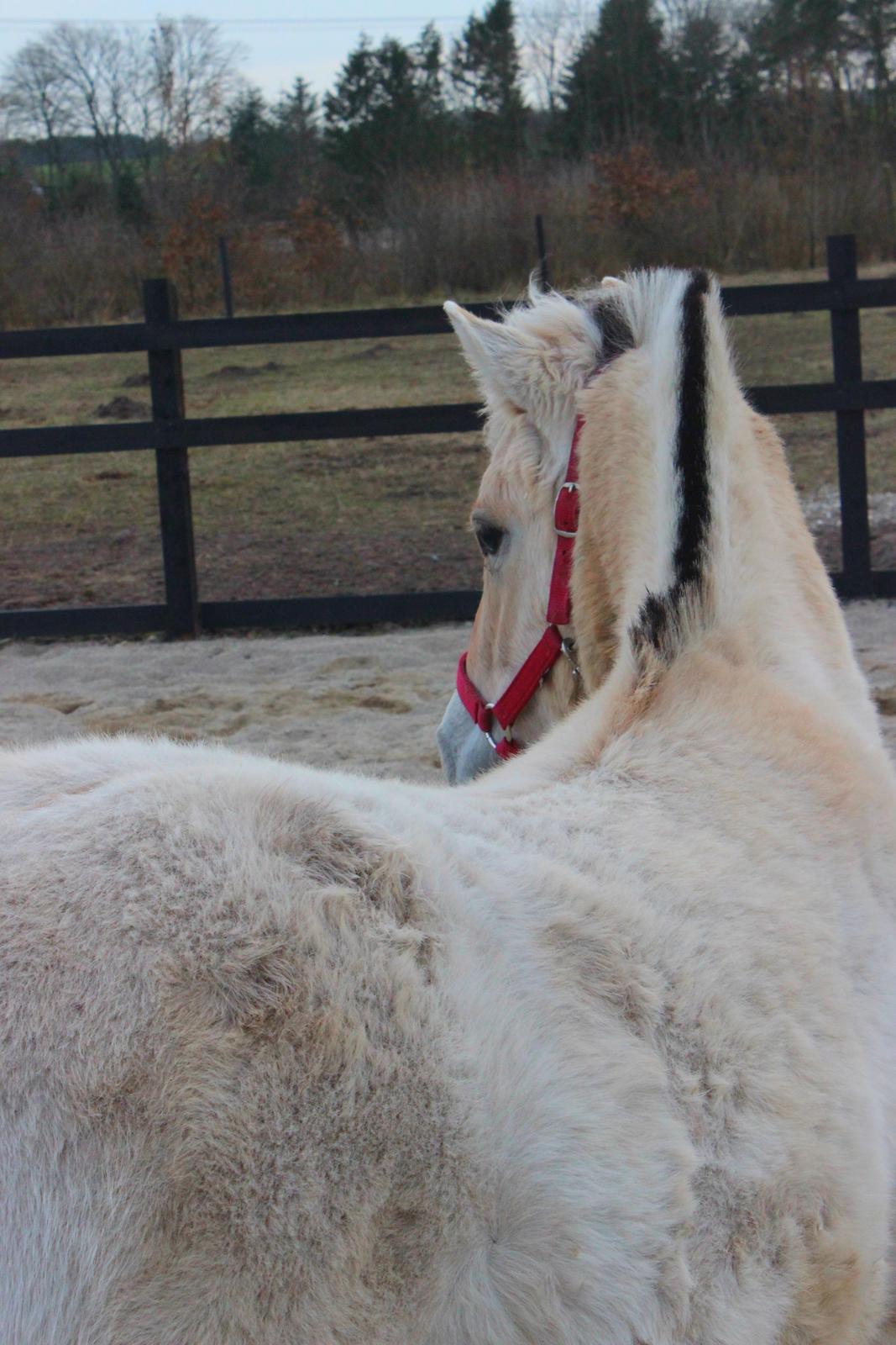 Fjordhest Allis halsnæs billede 9