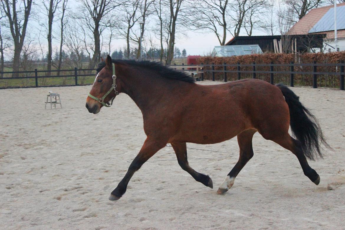 Welsh Partbred (Sec F) Lykkegaards hopla billede 7