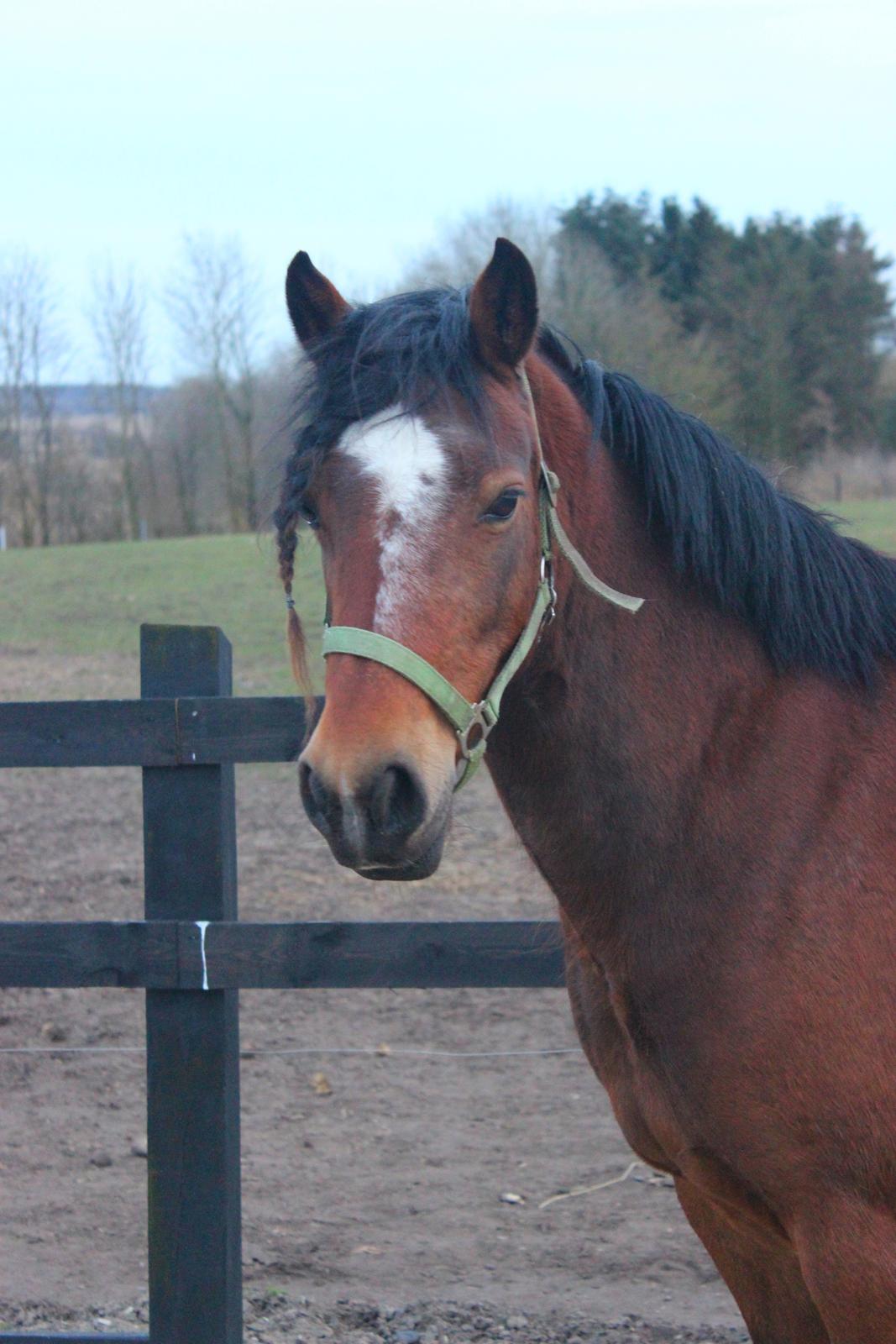 Welsh Partbred (Sec F) Lykkegaards hopla billede 5