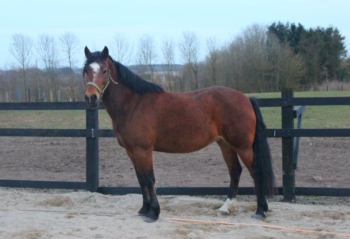 Welsh Partbred (Sec F) Lykkegaards hopla billede 13