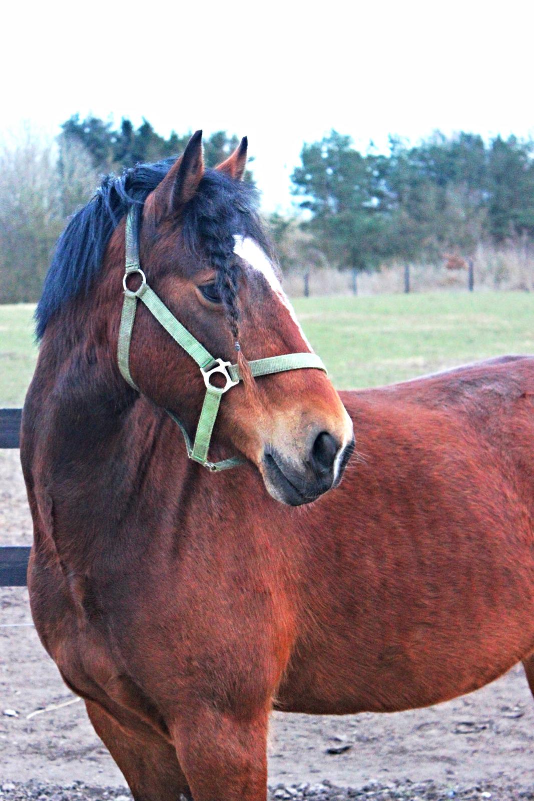 Welsh Partbred (Sec F) Lykkegaards hopla billede 1