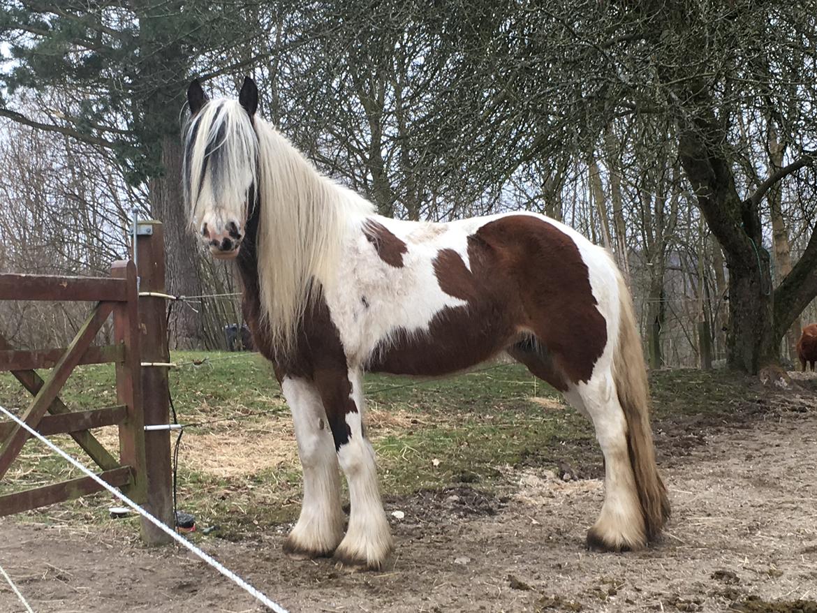Irish Cob Salamanca (Sally) billede 5