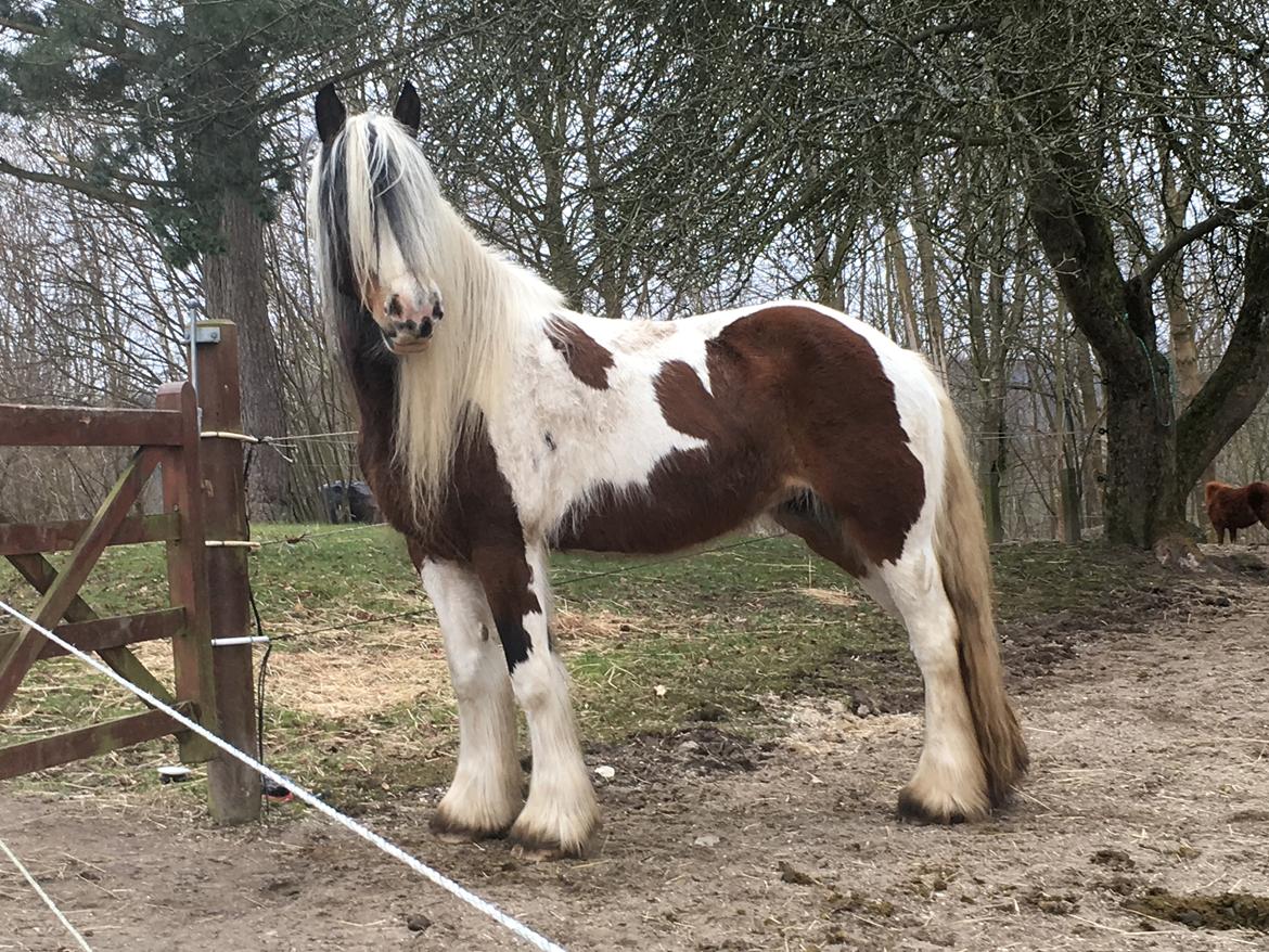Irish Cob Salamanca (Sally) billede 1