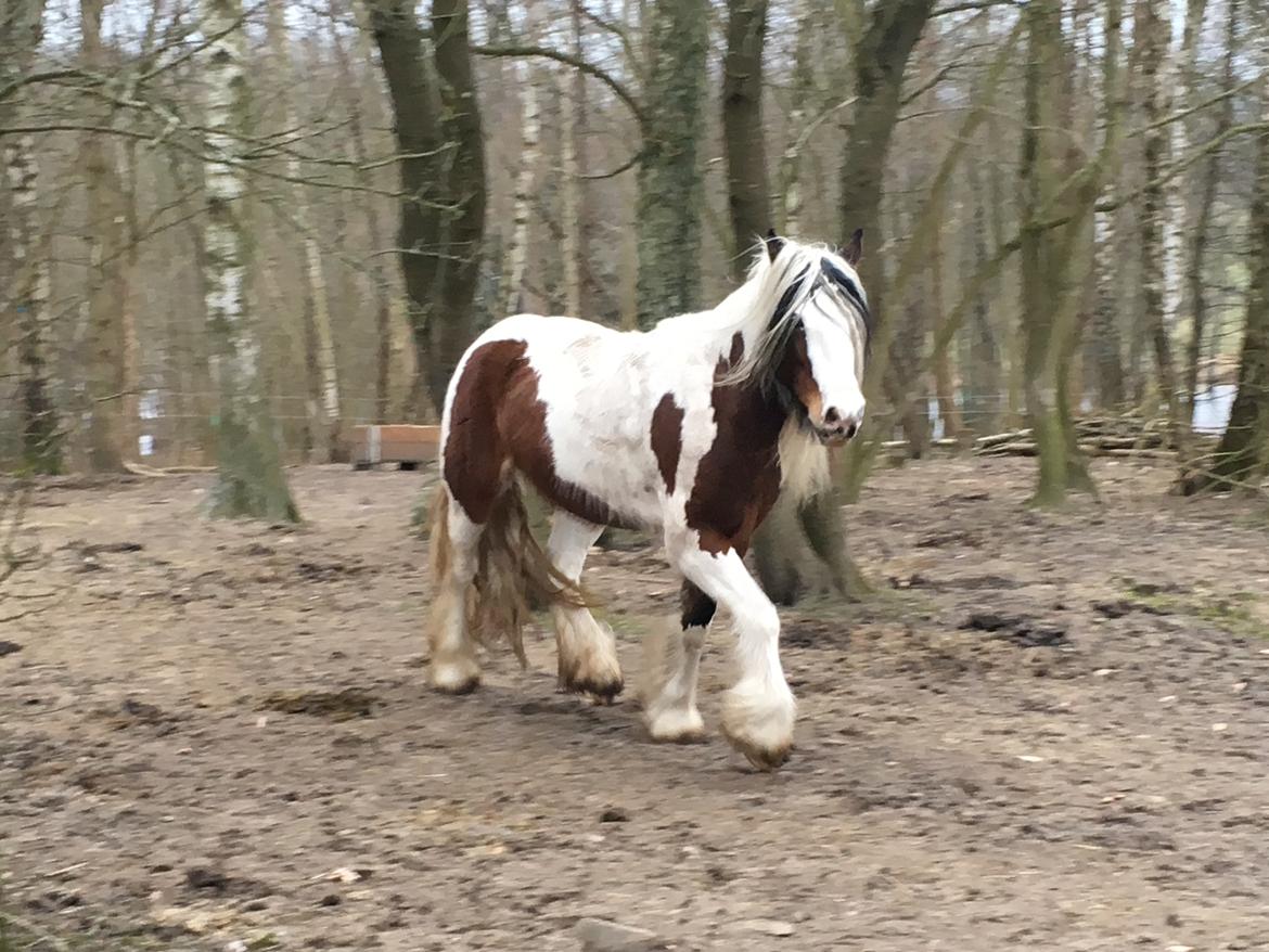 Irish Cob Salamanca (Sally) billede 4