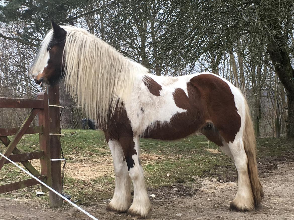 Irish Cob Salamanca (Sally) billede 3