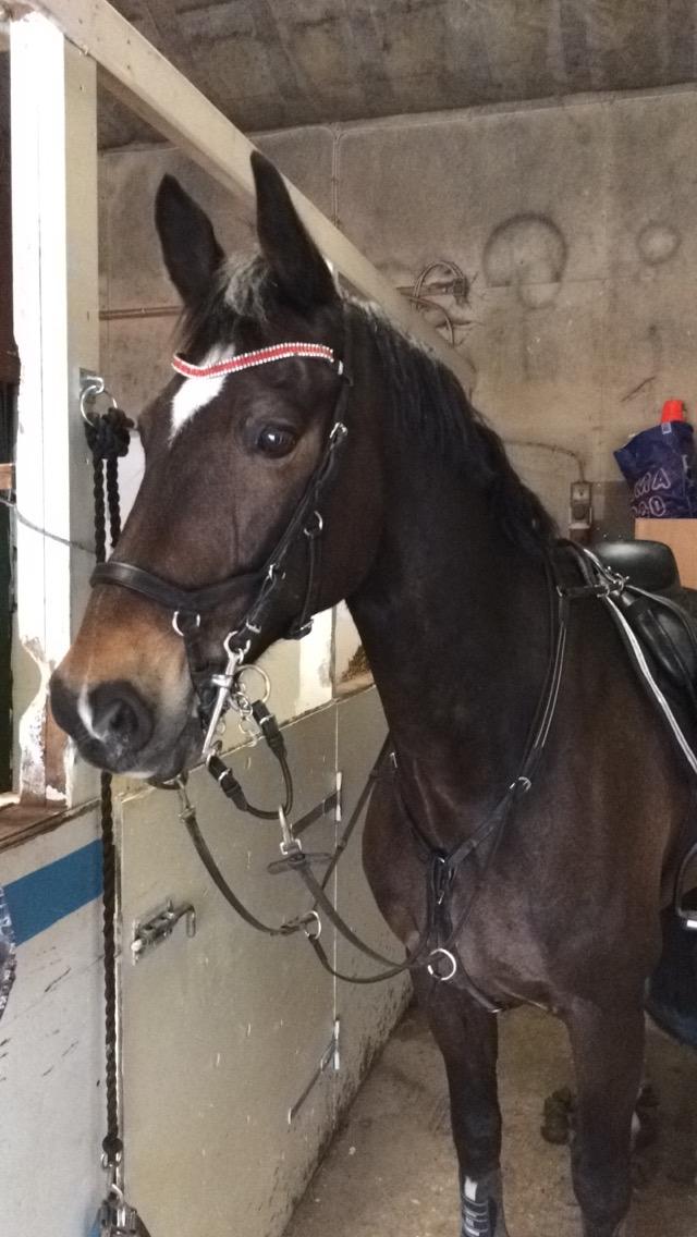 Hollandsk Varmblod Wilddancer billede 18