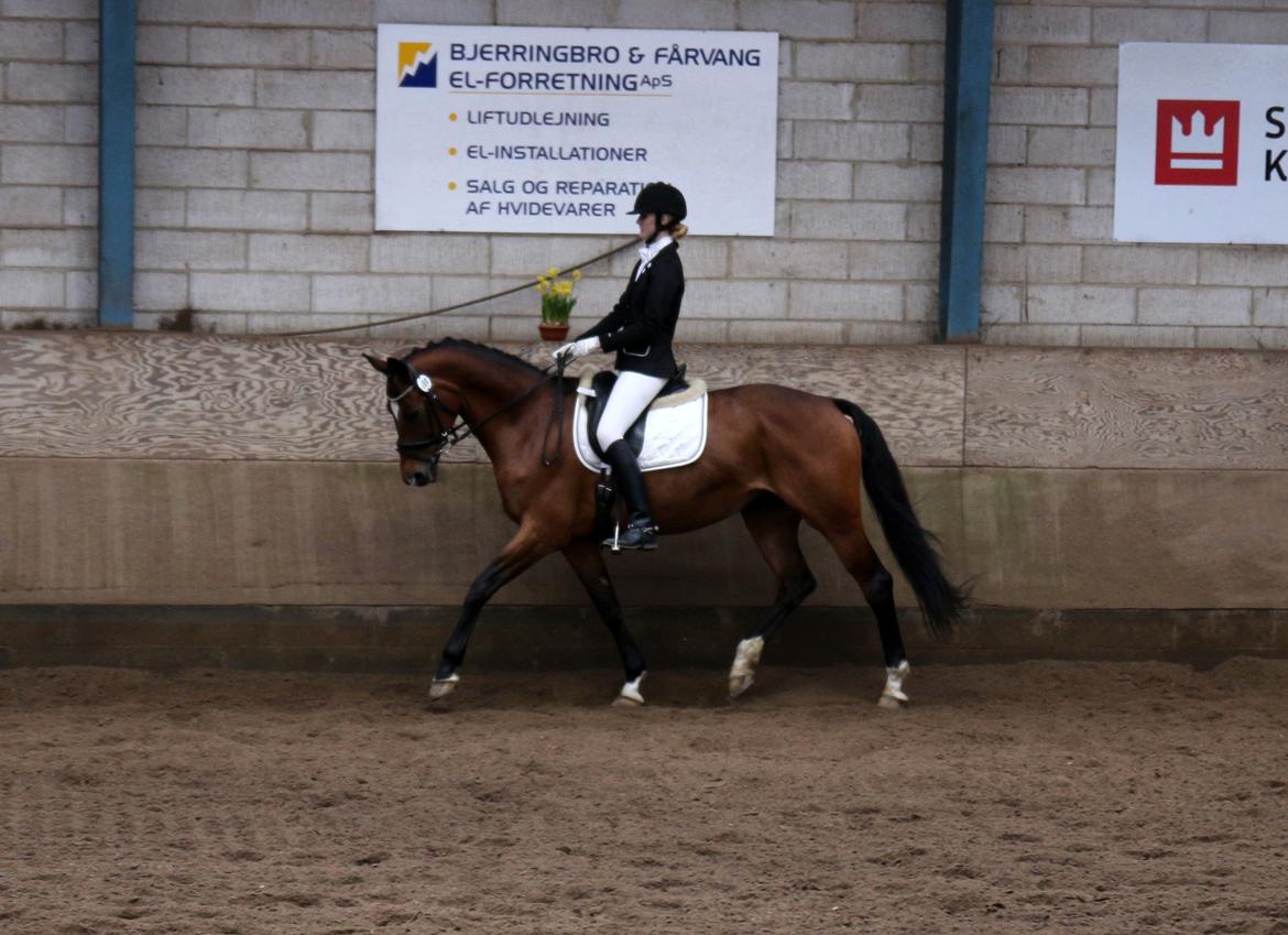 Dansk Varmblod Gretchen-sølyst - Bjerringbro 25. marts 2016 LA4 billede 15