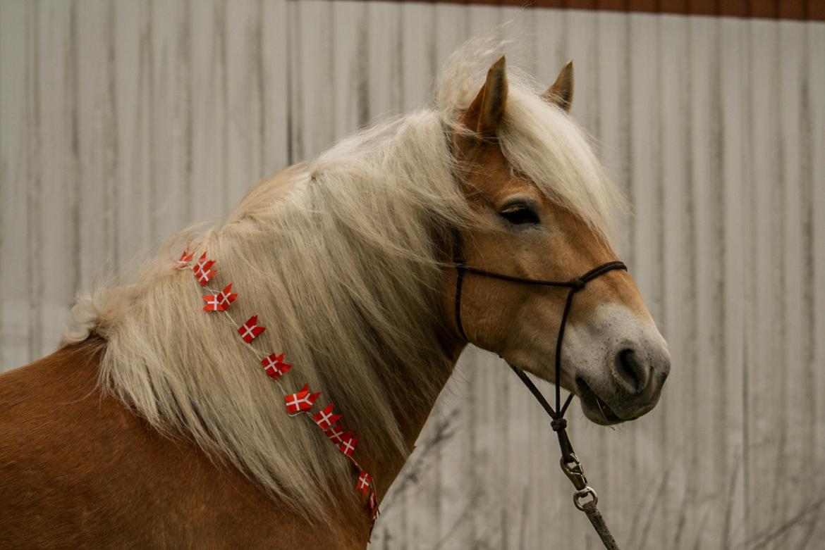 Tyroler Haflinger Waikato billede 3