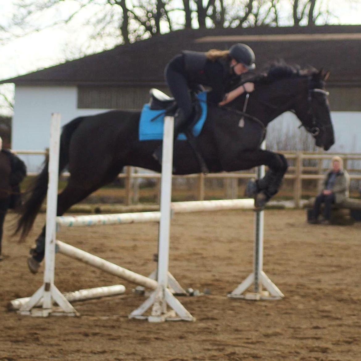 Knabstrupper Solhøj's Samcro - Baby over 115 bred okser :D billede 11