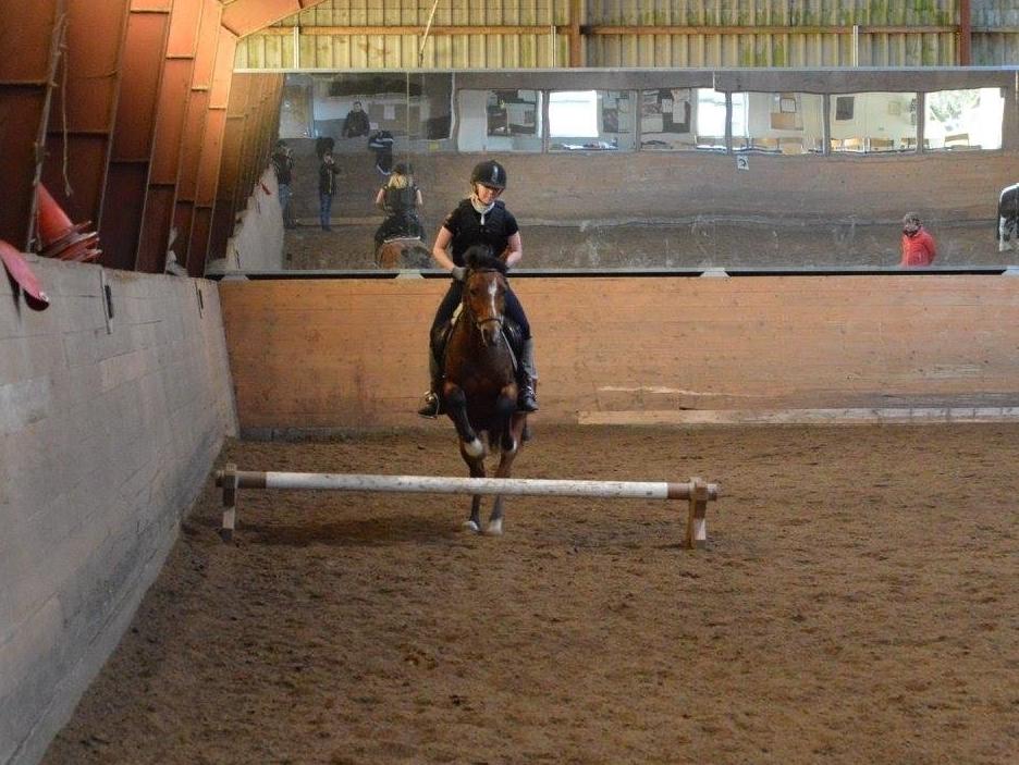 Anden særlig race Premiat (Prop) billede 9