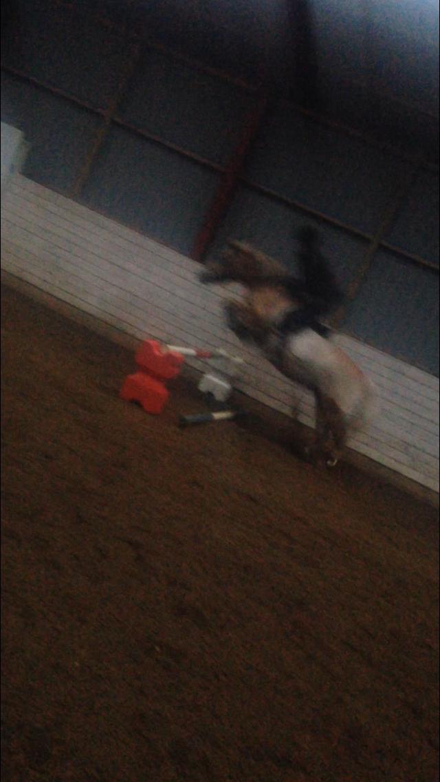 Haflinger Liva billede 20